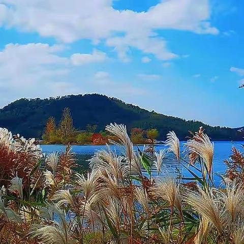 深秋时节，在宁波余姚四明湖畔，那白蓬蓬的芦花，天真浪漫地四处乱舞，在暖黄色的阳光下，既心动又心醉。