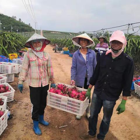 红阳村：集体产业结硕果 乡村振兴产业旺