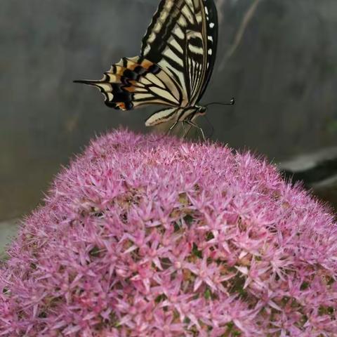 蝶恋花🌸