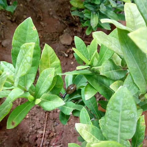 东方市春苗幼儿园学前1班成长记录