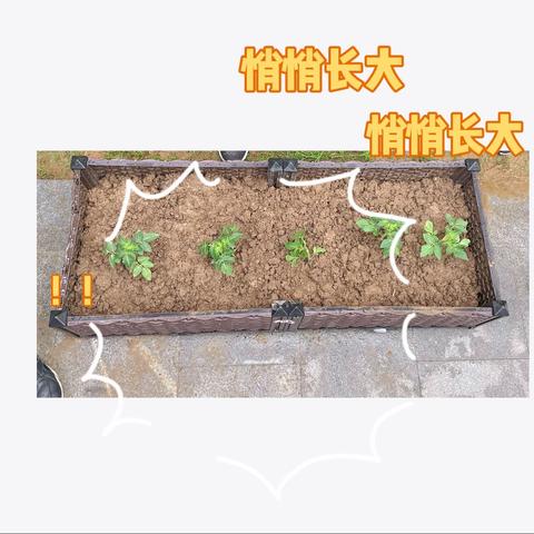 【你有快乐星球🌍，我有秘密花园】- 记东港学校104小蜜蜂🐝班劳动基地实践活动