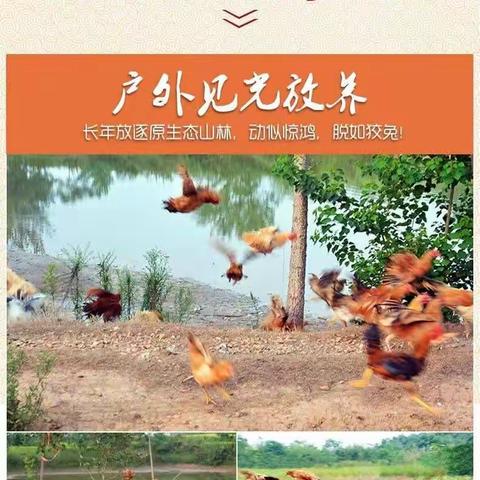 侬缘栈特推：放心好味农家鸡快快来预定哦