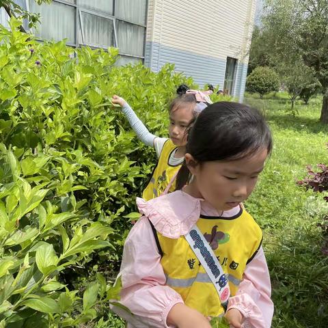 6月份去樱花谷自然课程教学