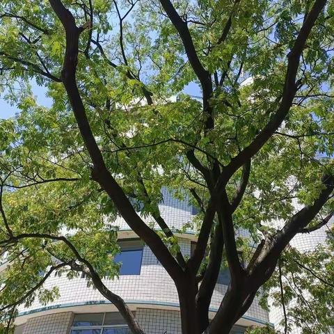 英教2102班 黄艳 襄阳职业技术学院小学英语教育