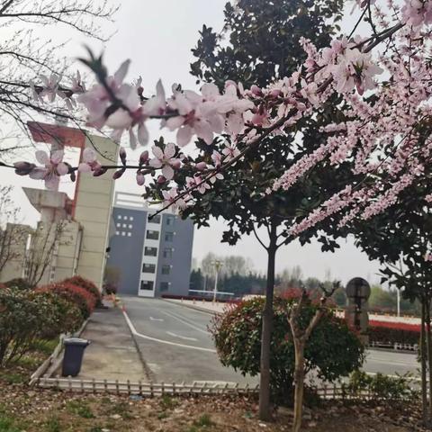兰陵一中 王洪伟 防疫日记