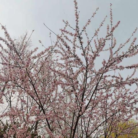 兰陵一中  王洪伟   清明祭扫