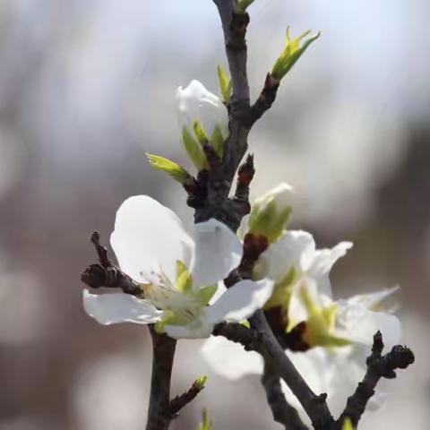 怀安县发布4月8日天气预报