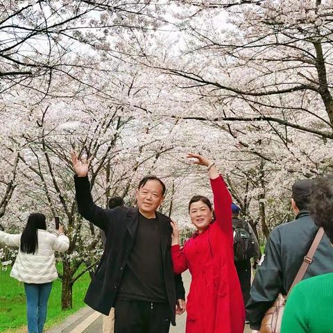 浪漫樱花，“樱”你而来🌺🌺🌺🌹🌹🌹（2023.3.20）
