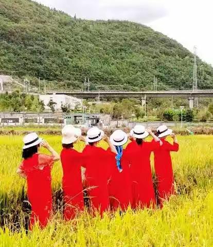 又是一年稻花香🌷🌷🌷🌸🌸🌸〈2022.10.3）