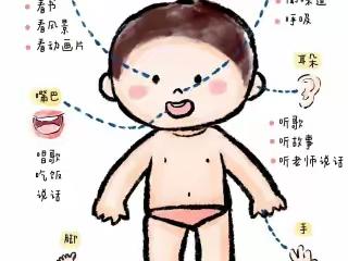 【认识身体图鉴】