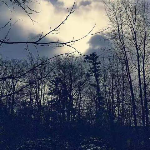 關於樹的“瞎”想