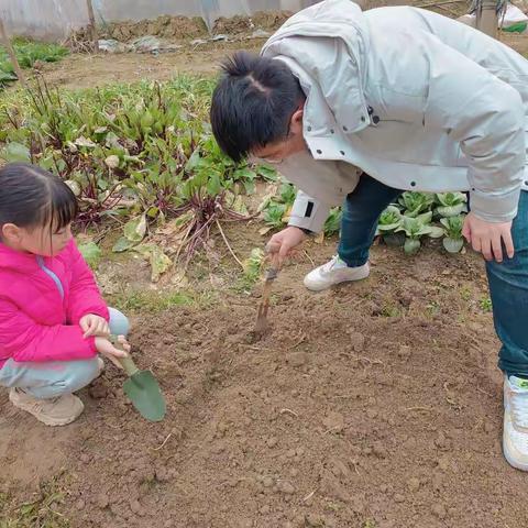 快乐的“小菜农”