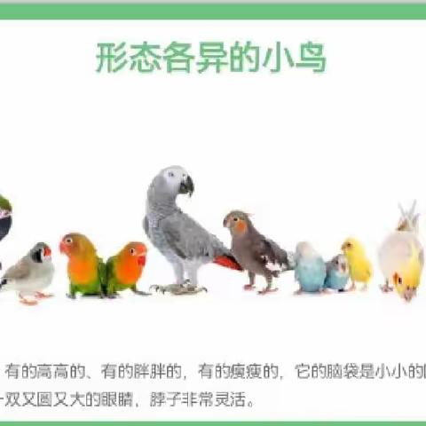 2022秋第六课《呆萌可爱的小鸟🐦》