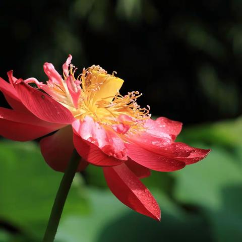 荷      花