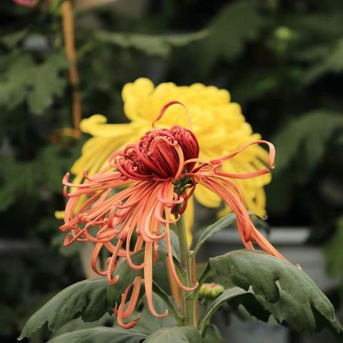 上海共青森林公园第十三届菊花展《二》