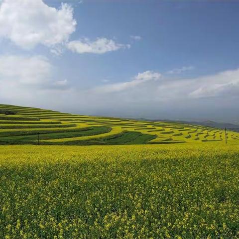 油菜花海等你来！