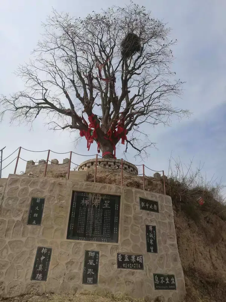 今随友人到富平县果木之乡曹村镇游玩虎头山北麓山坡遍布古桃树杏树