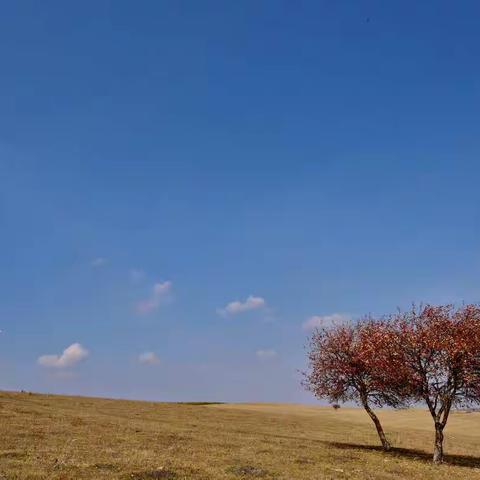 2019 国庆 - 塞罕坝 • 御道口 • 乌兰布统 • 克什克腾