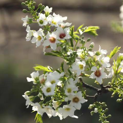 开鲁县东风文冠果花开似锦