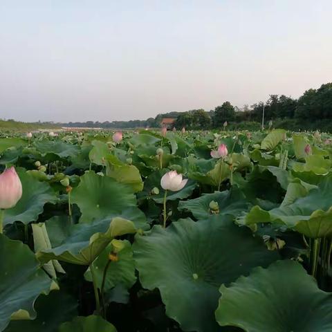 六月的荷