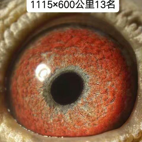 赛鸽