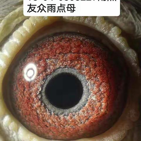 雌