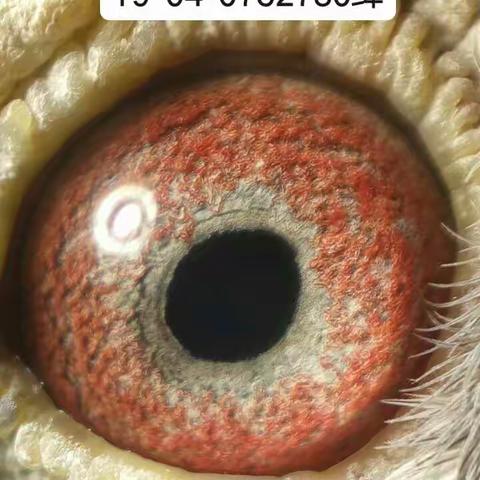 雄