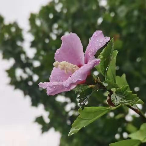 选择比努力更重要 明白比智慧更重要