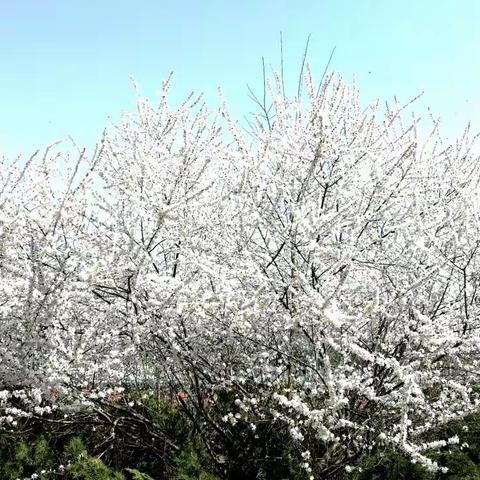 烟雨清明    遥寄哀思