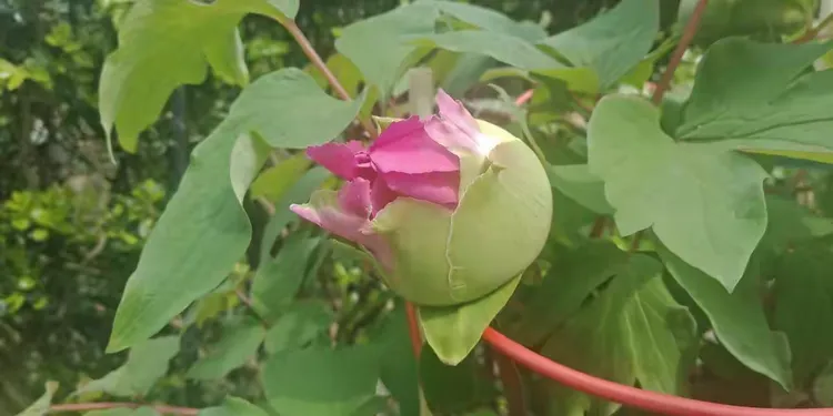 牡丹二年苗开花吗