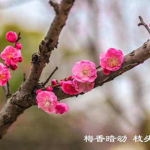 2023.02.28 梅花&玉兰花