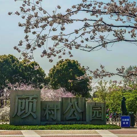 顾村公园赏樱  2023.03.28