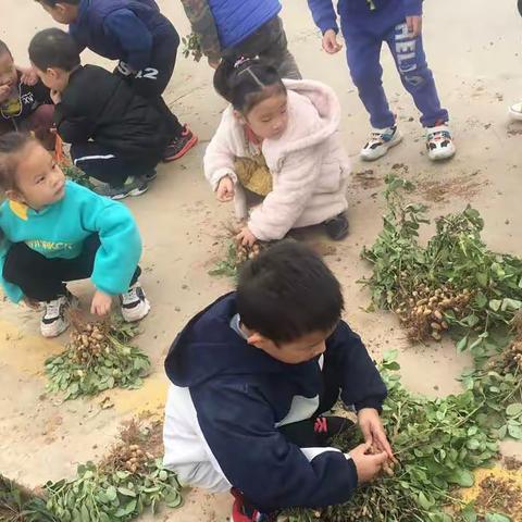 蓝精灵幼儿园小朋友们秋季花生采摘