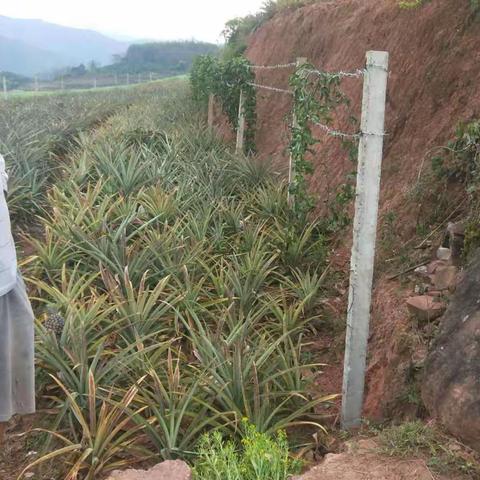 平寨村“坚定信心，聚焦力量，精准施策”疫情防控和安全生产两手抓