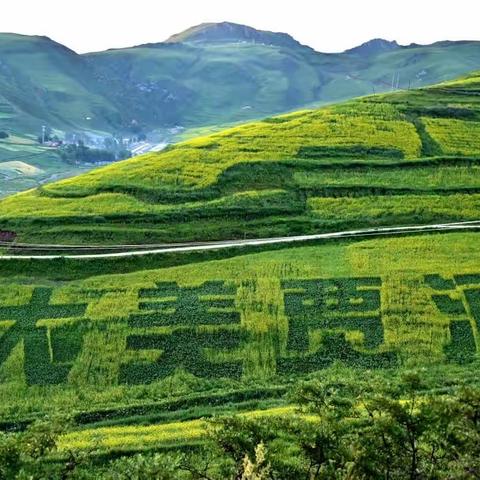 油菜花海金波涌 草原云天迎远客