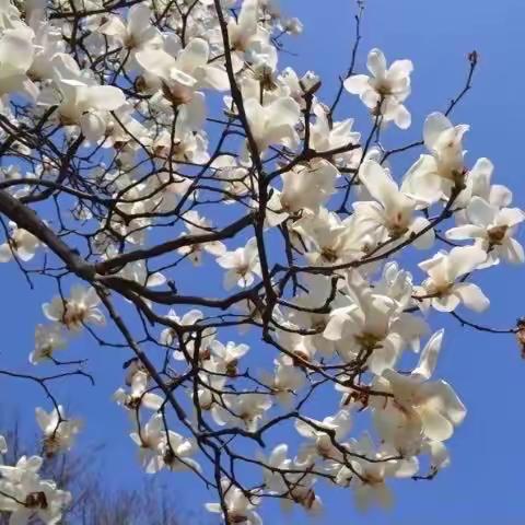 花已开 研已行---院东头镇中心小学英语教研活动纪实