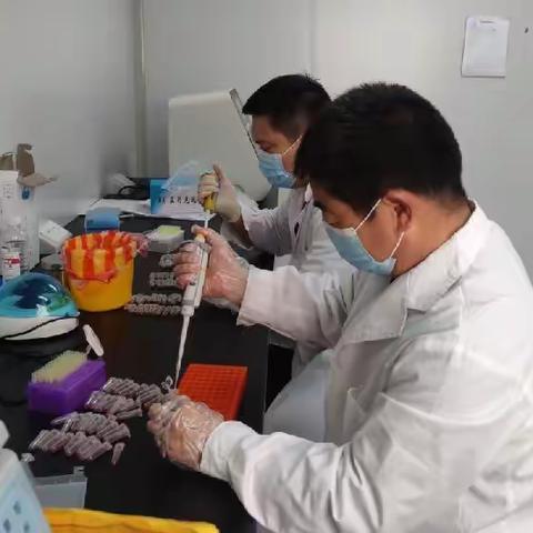 【灵宝农业】持续做好非洲猪瘟检测工作，助力养殖业高质量发展
