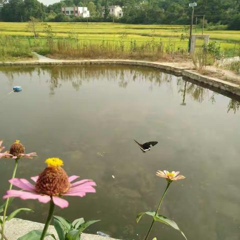 聆听花开的声音