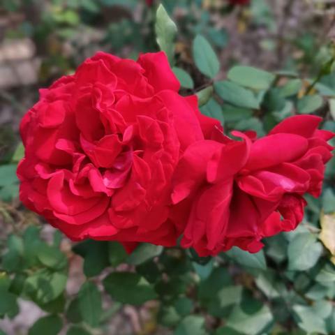 三八妇女节有感