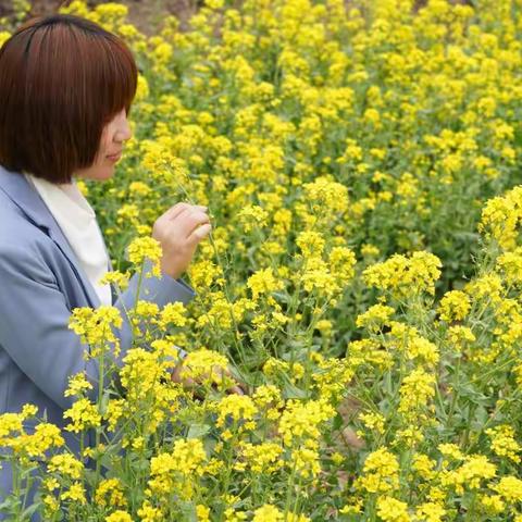 油菜花开的季节