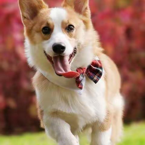 我家的小狗豆豆