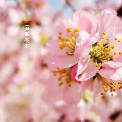 “我和春天有个约会”——山海关区铁路小学“停课不停学”第二周满满的回忆