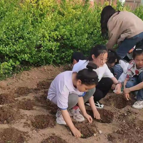 育才小学61班“土豆收获节”