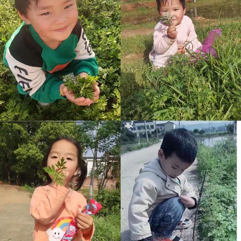 踏庄中心幼儿园生活课程——做“艾叶粑粑”