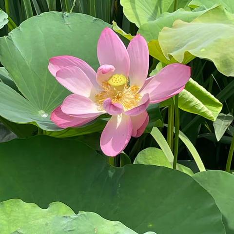 想你们！