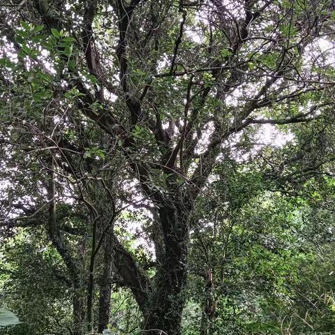 手机摄影•重游鳌山／荒诞篇