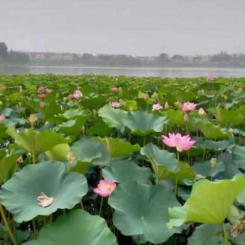 荷   ———通师二附六（3）班   顾林睿