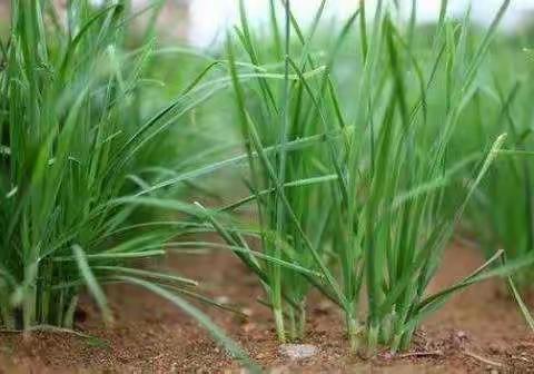 殷都区农业农村局：《韭菜质量安全管控技术性指导意见》