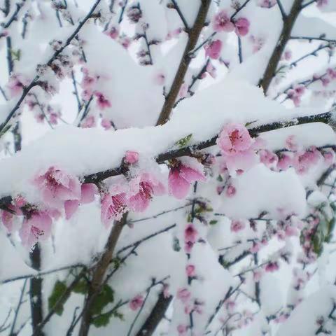 雪却输梅一段香