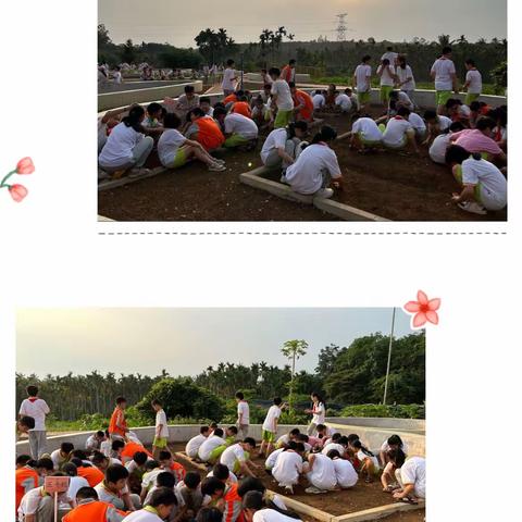 享劳动之乐，悦劳动之美—马寨小学五年级田园课程活动纪实